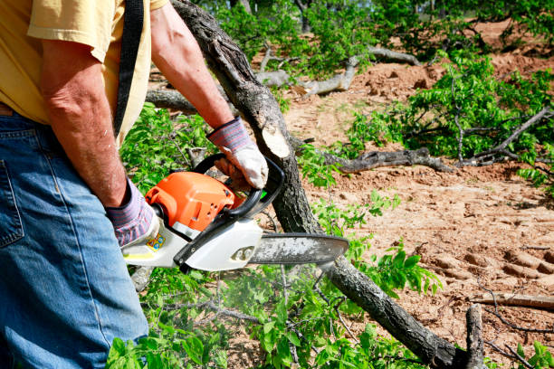 Residential Tree Removal in Cactus, TX